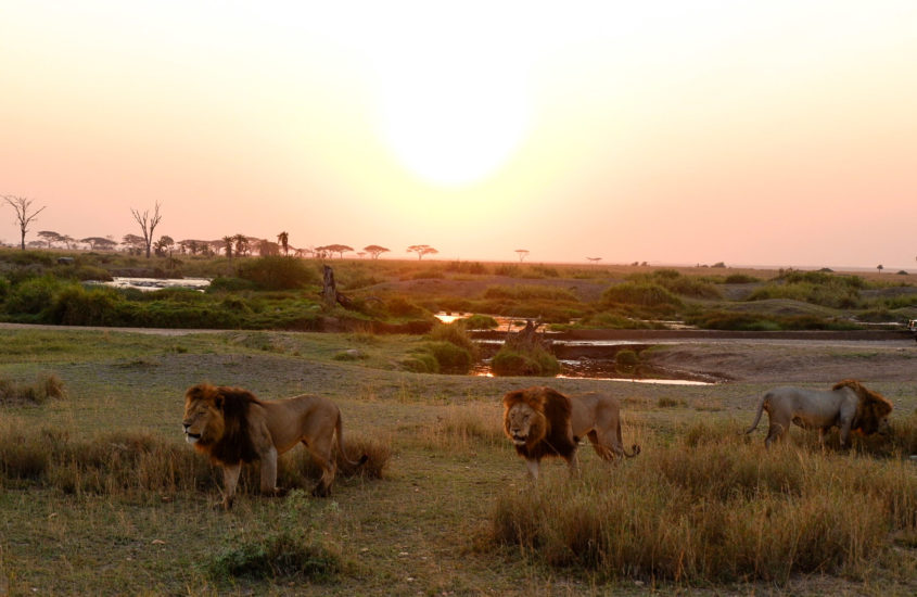 Tanzania; Wildlife at its Best